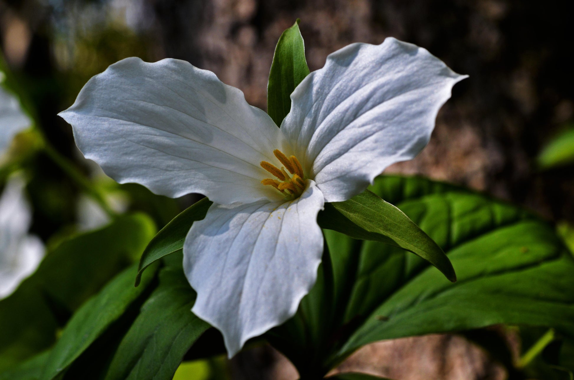 A gift card design with a white trillium flower.